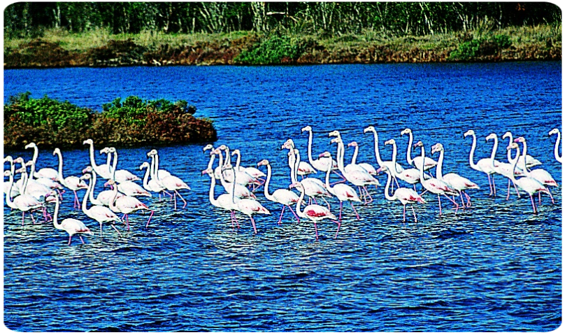 San Teodoro fenicotteri rosa nella laguna San Teodoro fenicotteri rosa nella laguna